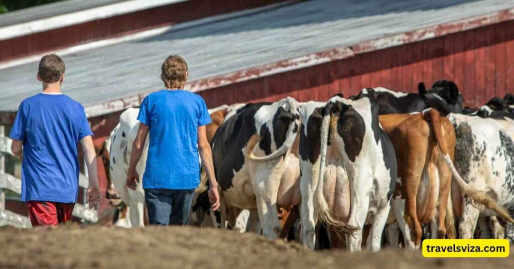 Tour 7 Dairy Farm Exploration in Tuscany